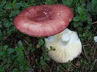 Appelrussula