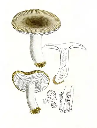Bittere kamrussula
