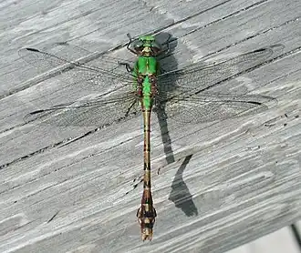Ophiogomphus rupinsulensis