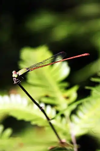Ceriagrion olivaceum