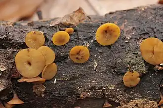 Eikentakstromakelkje