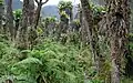 Vegetatie in Rwenzori National Park