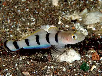 Pterogobius zacalles