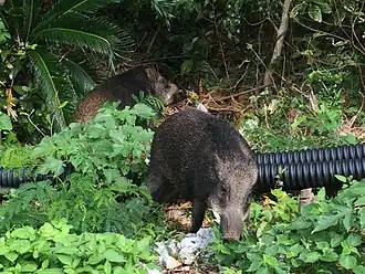 Sus scrofa riukiuanus