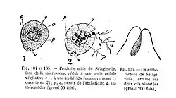 Selaginella: microspore met microprothallium (v=vegetatieve cel), antheridium (p, c=antheridiumwand) en spermatozoïden (a).