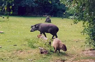 Südamerika-Wiese met laaglandtapir en capibara's