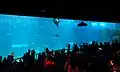 Open Ocean tank