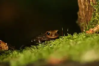 Salamandra salamandra alfredschmidti