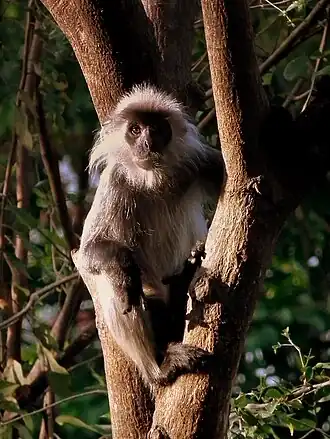 Trachypithecus margarita