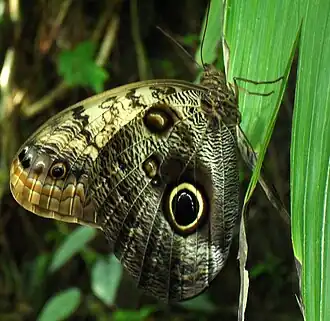 Caligo bellerophon