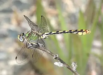 Ophiogomphus occidentis