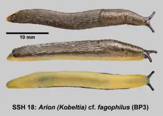 Arion fagophilus