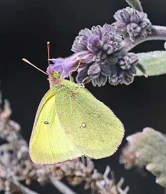 Colias harfordii