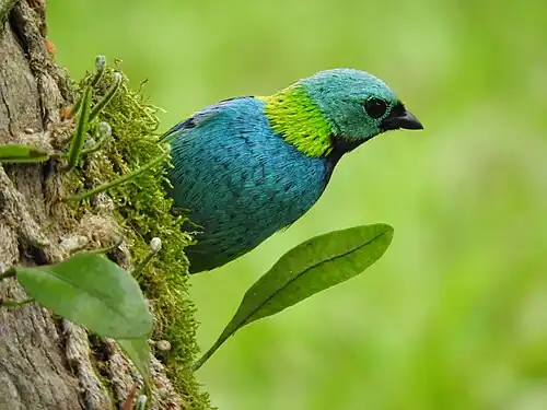 Prachttangare in Praia Grande (SP)