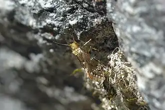 Sabatinca chrysargyra