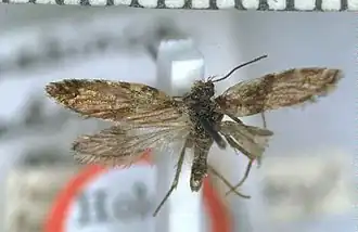 Sabatinca quadrijuga