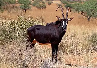 Sabelantilope