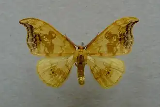 Sabra harpagula Linde-eenstaart