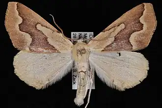 Sabulodes edwardsata