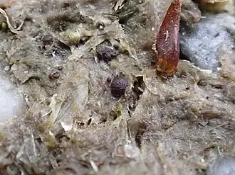 Viersporig spikkelschijfje