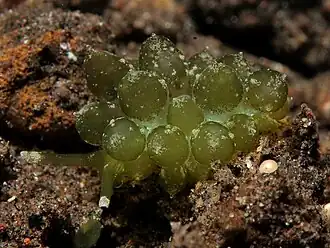 Stiliger smaragdinus