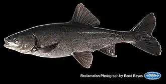 Orthodon microlepidotus