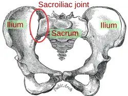 sacro-iliacaal gewricht Sacroiliac joint