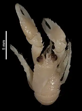 Sadayoshia tenuirostris