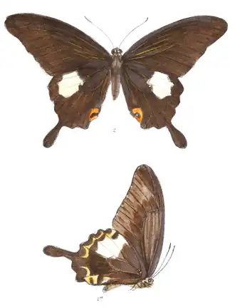 Papilio noblei