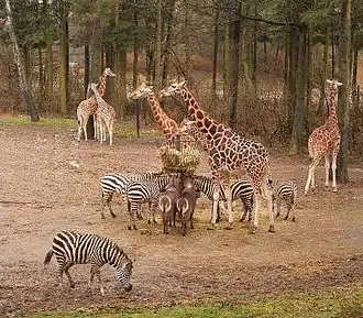 Giraffen, zebra's en waterbokken in Burgers' Safari
