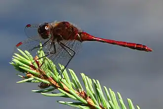 Sympetrum costiferum