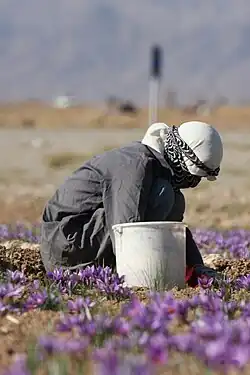 akker met bloeiende saffraankrokus