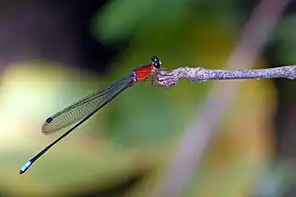 Indosticta deccanensis