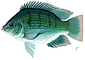 Maylandia xanstomachus