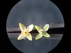 Rechtafstaande kelkbladen