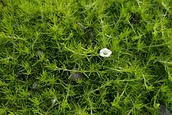 Sagina subulata 'Aurea'