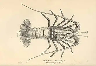 Sagmariasus verreauxi