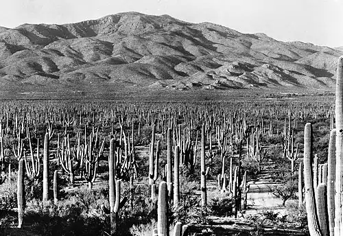Saguaro National Park in het zuiden van Arizona circa 1935