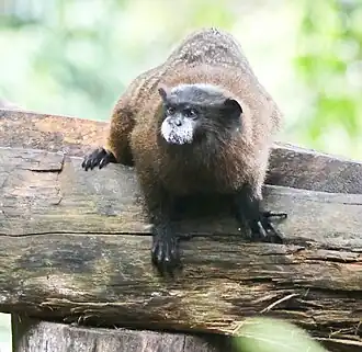 Lessons zadelrugtamarin