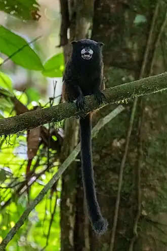 Andeszadelrugtamarin