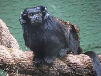 Zwarthandtamarin