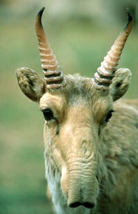 Saiga (soort)