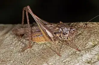 Dobbelsteensprinkhaan