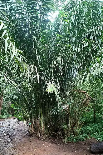 Salak (plant)