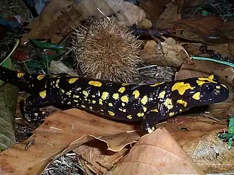Corsicaanse vuursalamander