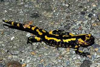 Salamandra salamandra bernardezi