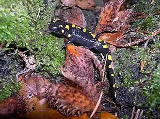 Salamandra salamandra terrestris