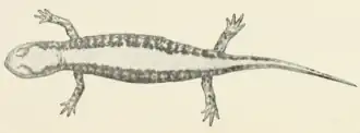 Salamandrella