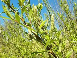 Vrouwelijke katjes van de schietwilg