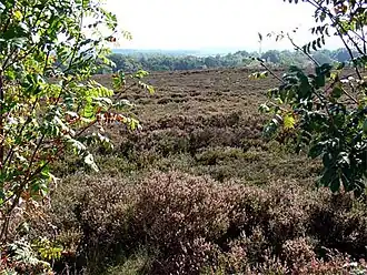 Heide nabij Nijverdal